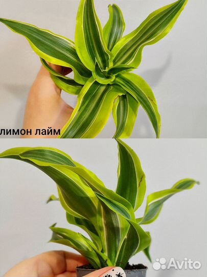 Драцена микс d6