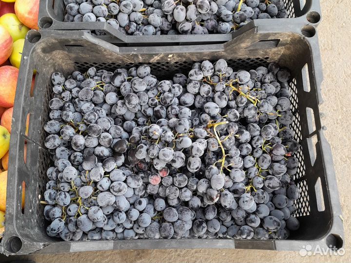 Виноград Молдова под вино