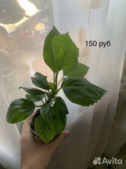 Комнатные растения