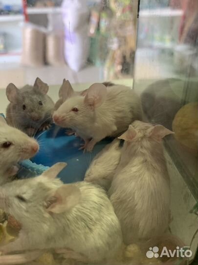 Декоративные мышки