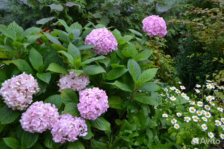 Растения для посадки