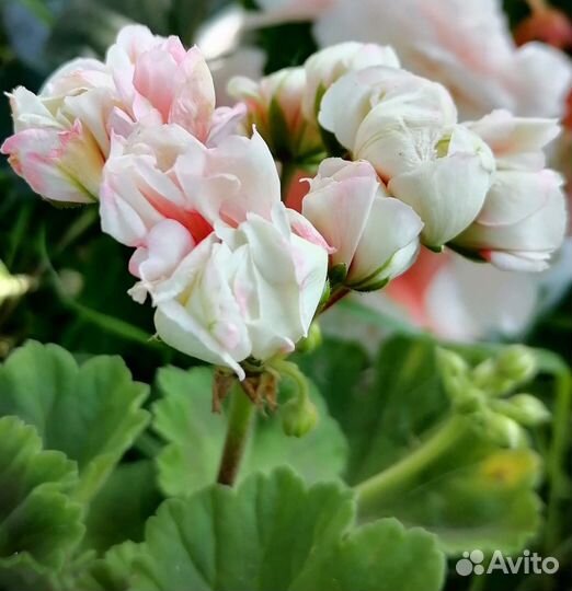 Пеларгония герань