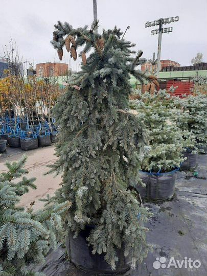 Ель колючая голубая Glauca Pendula/100-120 см С15