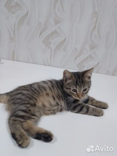 4 котенка-тигренка в дар (Доставка)
