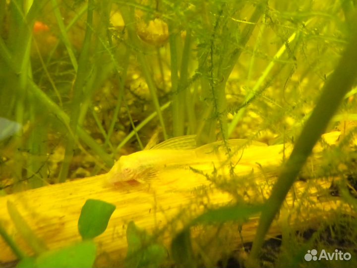 Сомики анциструсы золотистые