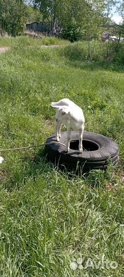 Молодые козочки