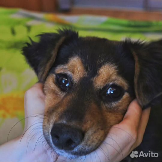 Собака ищет семью