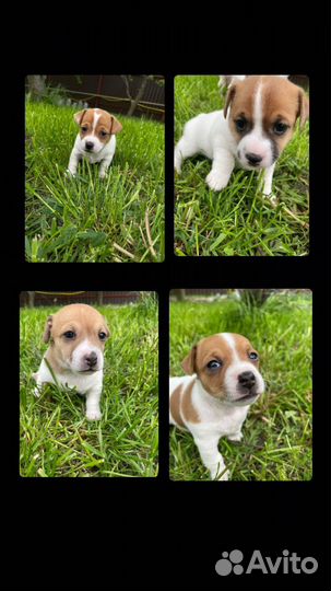 Щенки Джек Рассел терьер