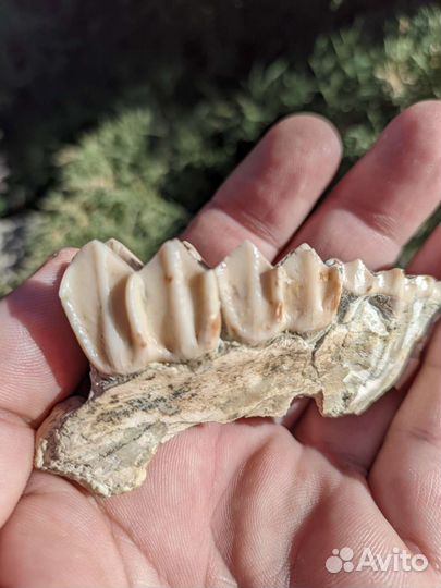 Подарок стоматологу