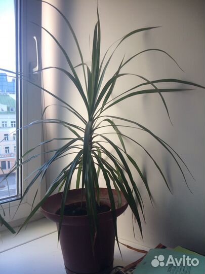 Комнатные растения