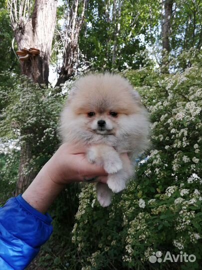 Померанский шпиц мини