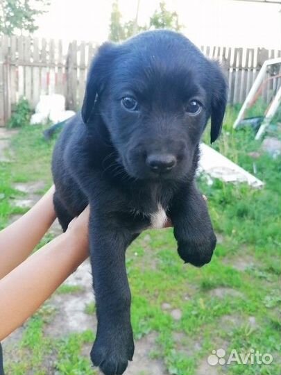 Собаки бесплатно в добрые руки.Мама-спаниель