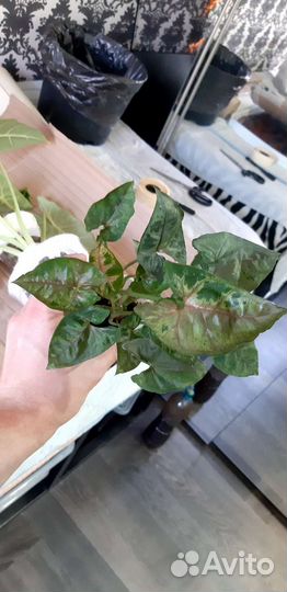 Растения в подарок