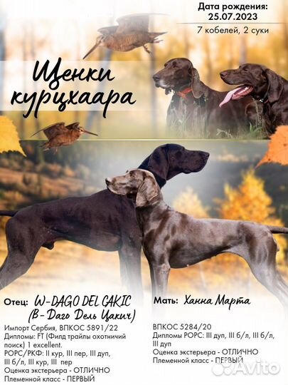Щенки курцхаара