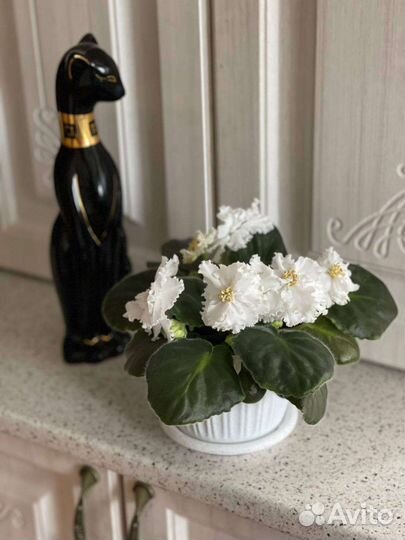 Сортовые фиалки в горшках многолетние