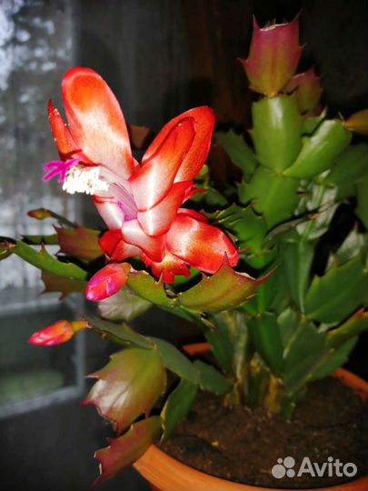 Комнатные цветы