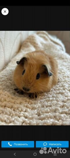 Морская свинка