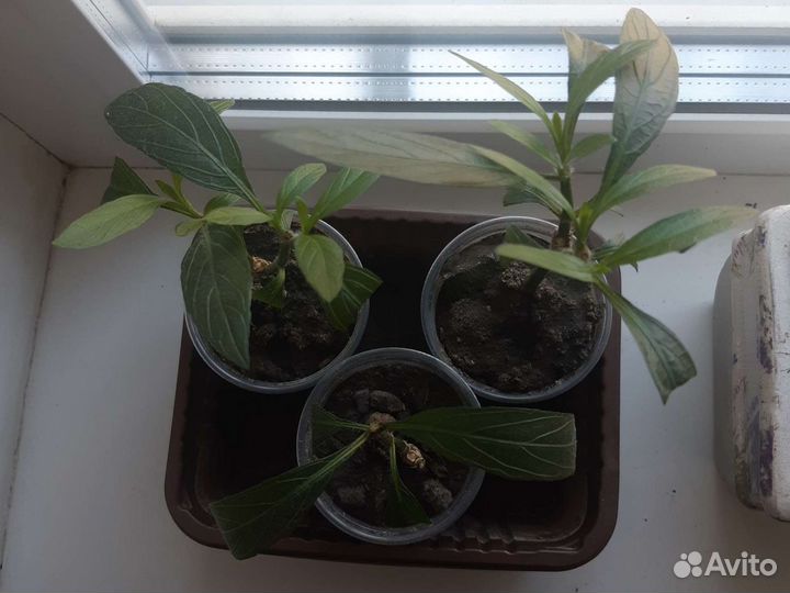 Руэллия Бриттона