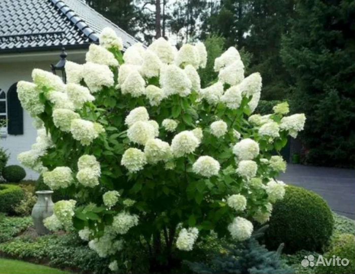 Гортензия Polar bir