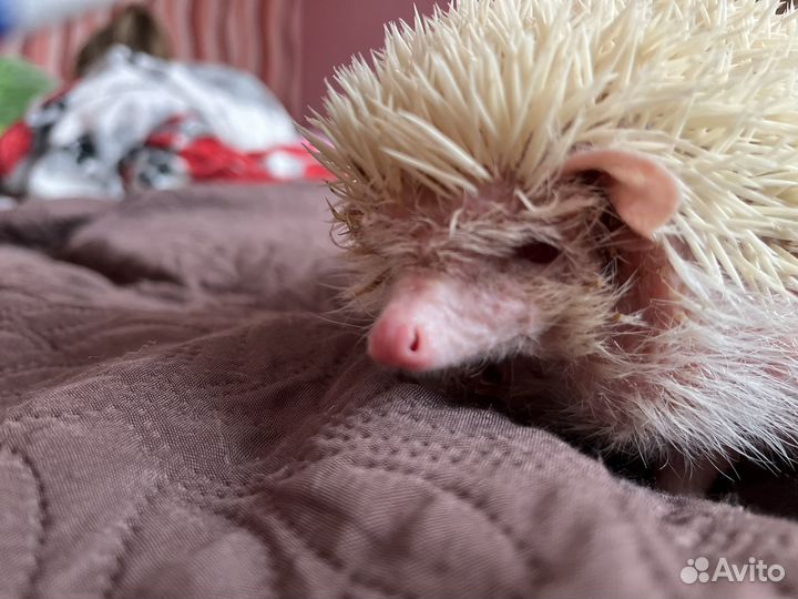 Африканский ежик