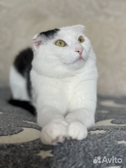 Вислоухий кот Максим