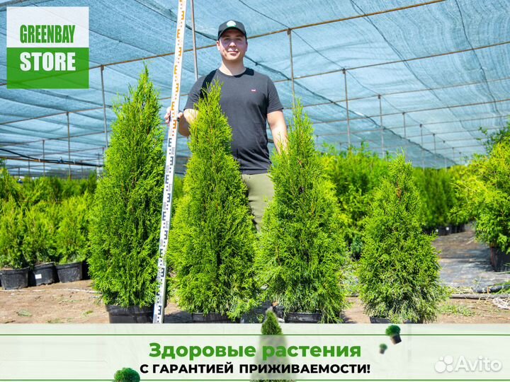 Туя смарагд 120 см свежая копка 2023