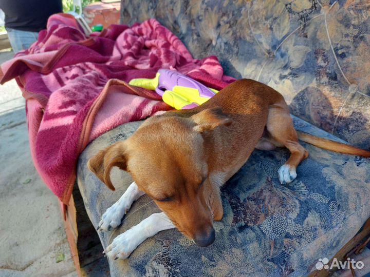 Случка собак