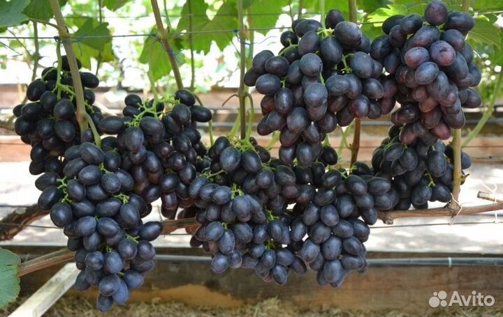 Саженцы винограда