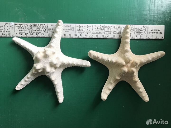 Морские звезды, ежи, ракушки