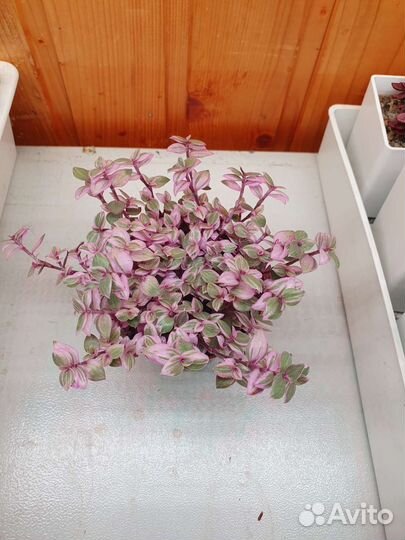 Каллизия розовая