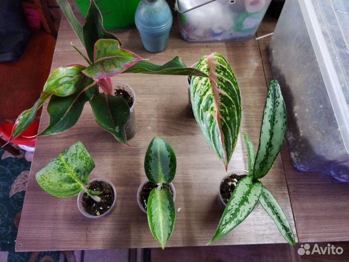 Аглаонема детки