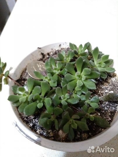 Суккуленты