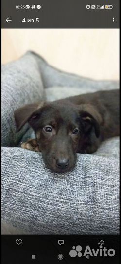 Ронни в поисках семьи