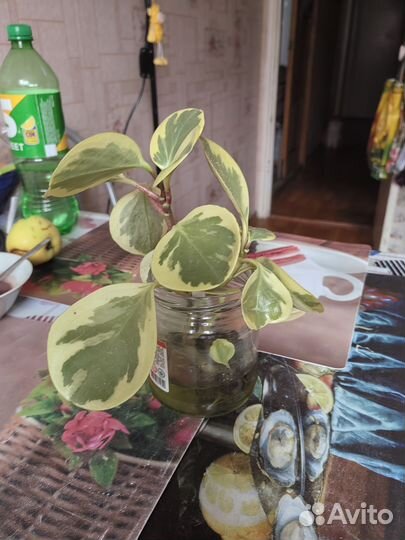 Комнатные цветы антуриум