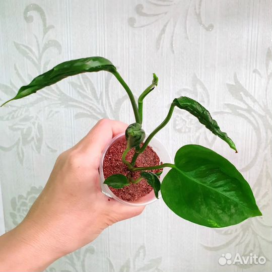 От 21.10. Комнатные растения, цветы