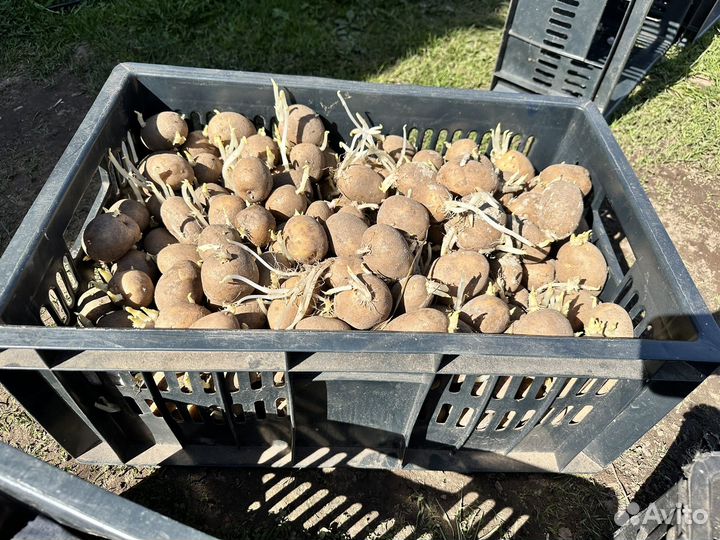 Картофель на посадку