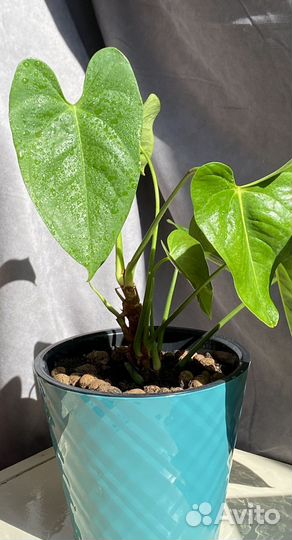 Антуриум,мужское счастье,цветок,комнатное растение