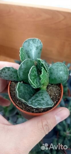 Адромискусы микс