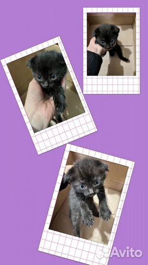 Вислоухие котята