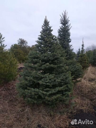 Ель колючая Глаука
