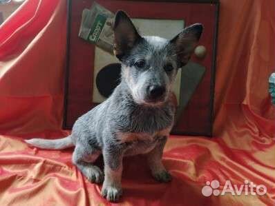 Вся правда об Австралийском хилере