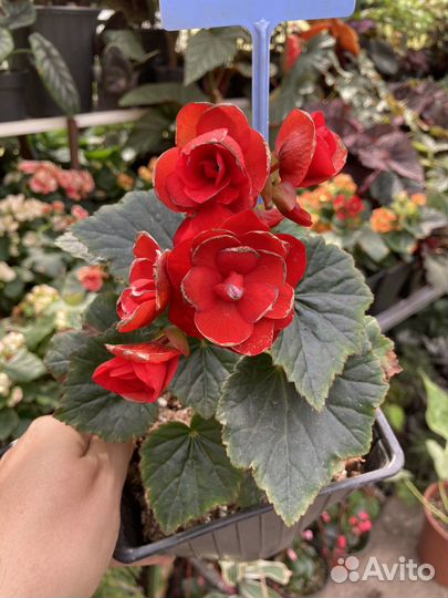 Бегония элатиор из питомника