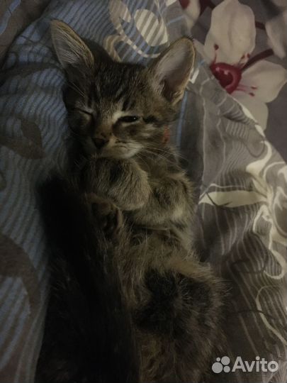Продам котика 2 месяца