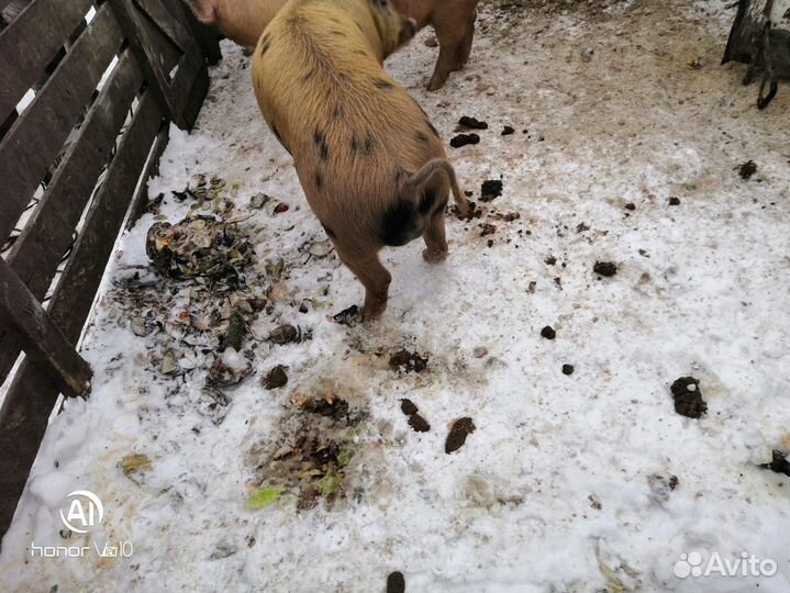 Хряк на племя