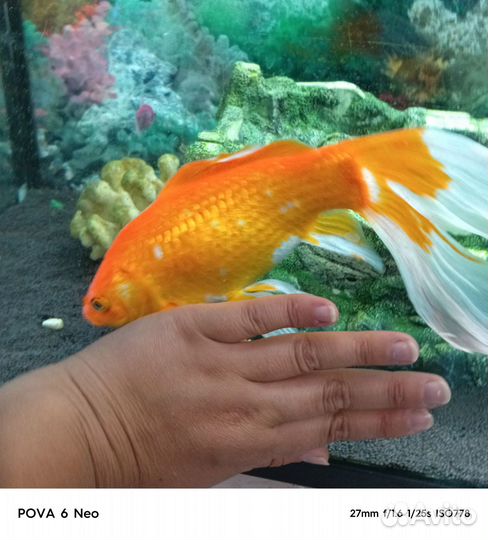 Золотая рыбка Комета