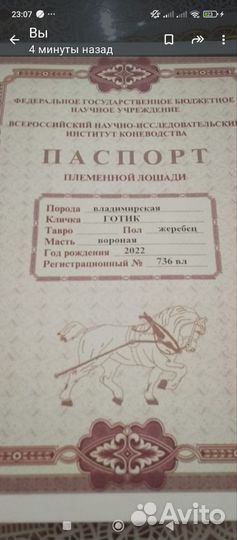 Жеребец и Кобыла