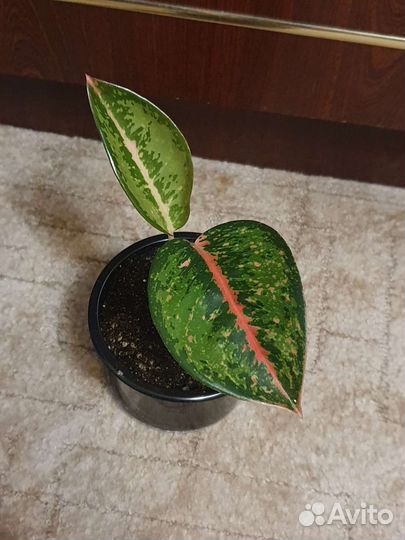 Аглаонема сортовая