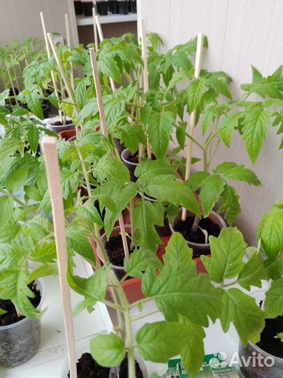 Рассада помидоров томатов