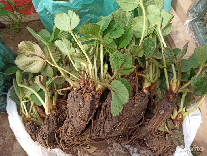 Рассада клубники