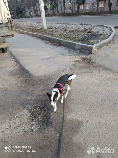 Собака в добрые руки